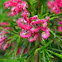  Grevillea
