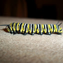 Monarch butterfly