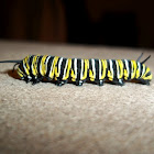 Monarch butterfly