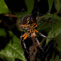 Orb-weaver spider