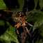 Orb-weaver spider