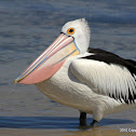 Australian Pelican