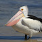 Australian Pelican