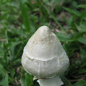 Termitomyces albuminosa