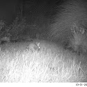 Eastern Cottontail
