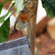 Robin