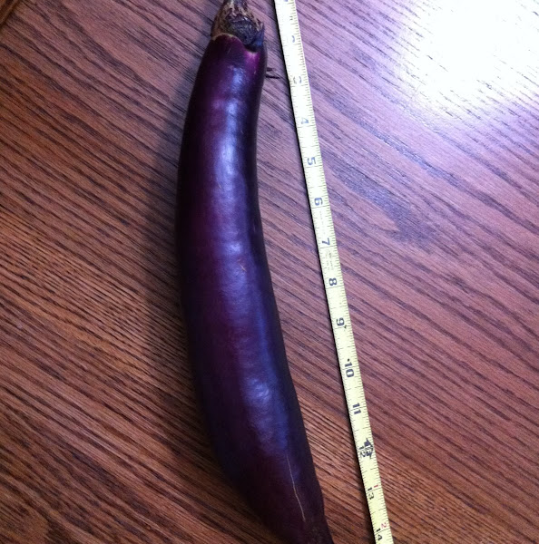 Eggplant var. Ichiban Project Noah