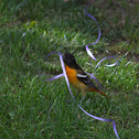 Baltimore Oriole