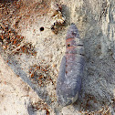cocoon