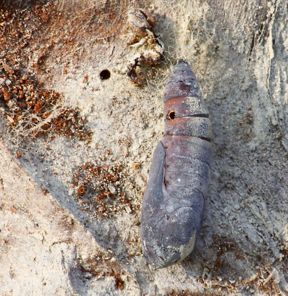 Spotting Image 1