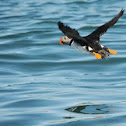 Atlantic Puffin
