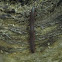 Millipede