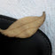 Hook Tip Moth