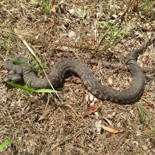 Diamondback Water Snake 