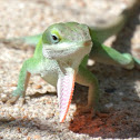 Carolina Anole