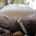 Porcelain Fungus