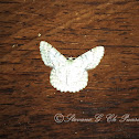 Geometrid moth