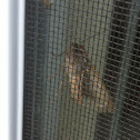 Moth