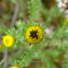 Fynbos