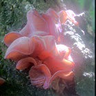 jelly ear