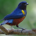 Chestnut-bellied Euphonia