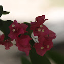Bougainvillea