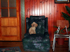 Reproductor Poodle Toy Inscrito En Kennel Club De 