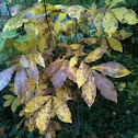 Hickory