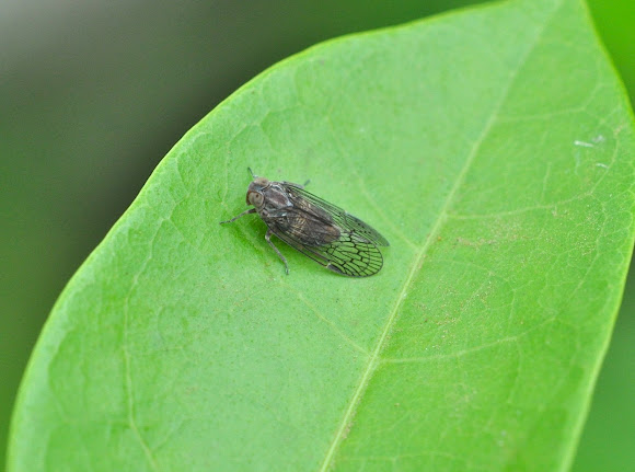 Spotting Image 1