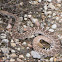 Western Diamond-backed Rattlesnake