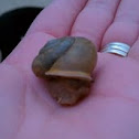 Snail