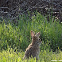 Eastern Cottontail Rabbit