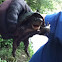 Common Musk Turtle