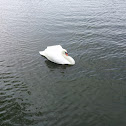 Swan