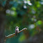 Spotted Flycatcher