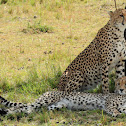 Cheetah