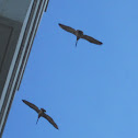 Brown Pelican