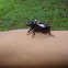 Rhino beetle