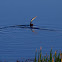 Darter