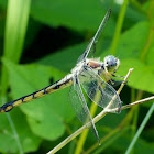 Great Blue Skimmer dragonfly (female)