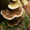 The Turkey Tail