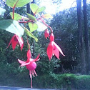flor campanilla