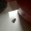 Tan Jumping Spider