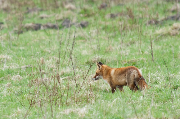 Spotting Image 1