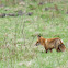 Red fox
