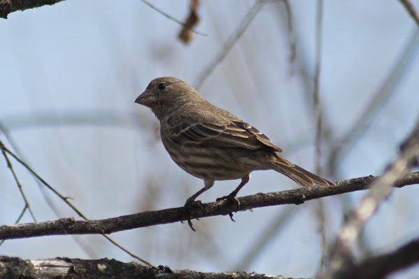 House Finch | Project Noah