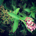 A flower that Idk