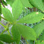 Horse Chestnut