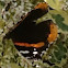 Red Admiral