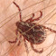 American Dog Tick